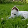 Betty als Welpe